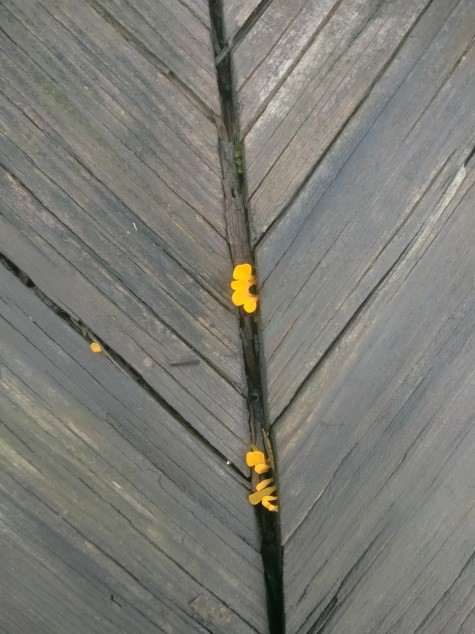 常见的小蘑菇有哪些,常见小蘑菇