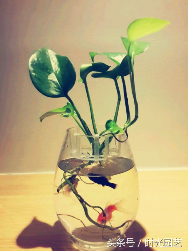 水培绿萝的自然笔记,水培绿萝和水培吊兰