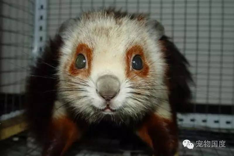 奇形怪物图片,奇形怪物是怎样的