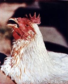 一例鸡慢性呼吸道病的诊断与治疗,治疗鸡慢性呼吸道疾病的中草药