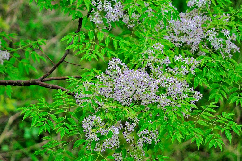 构树皮怎样治皮肤病,构树皮怎么用治皮肤病