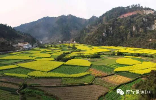 南宁漫山遍野的格桑花盛开,南宁最美小众花海