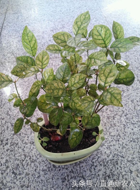 茉莉花怎样预防红蜘蛛,花卉生红蜘蛛怎么解决