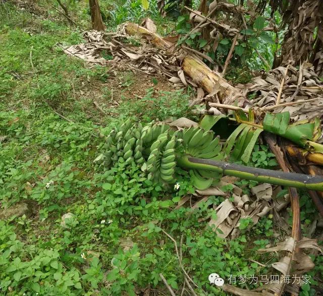 亚洲第一跨国大瀑布，淘宝掌柜环游旅行第十九集