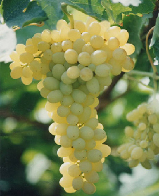 采摘葡萄游玩,最美葡萄园风景