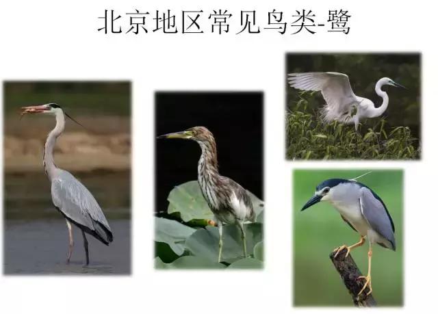 如果小鸟受伤了该怎么救助,野生小鸟受伤了怎么救它的