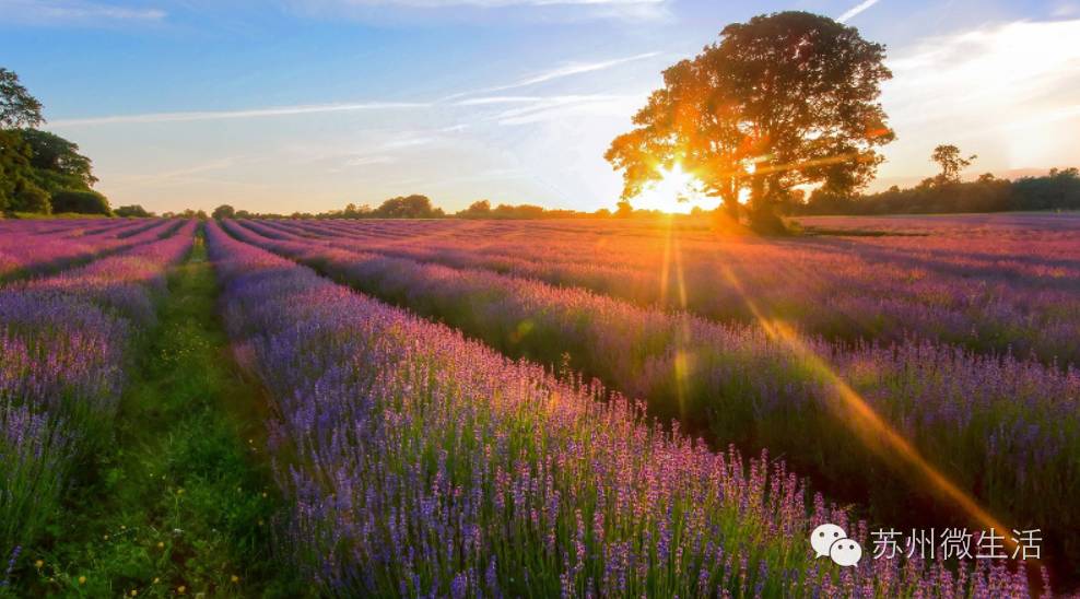 苏州乐园今天开放的项目,苏州挺住