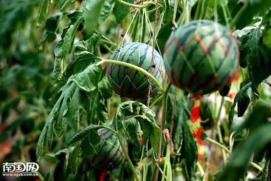 南宁周边农家乐哪里便宜又有果摘,南宁可以摘果的农家乐