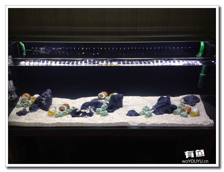 养了一个月的鱼突然大批死亡,斗鱼孵化后小鱼换水团灭