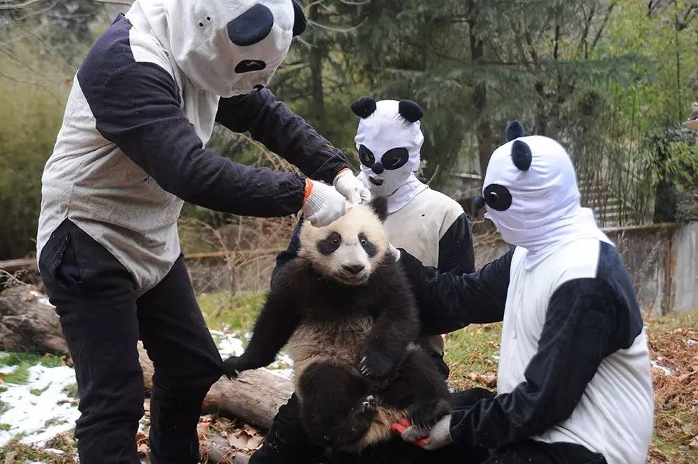 专访丨他说他的目标是拍一套熊猫有表情的照片