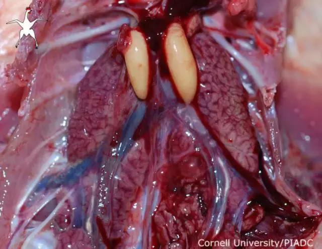 如果小鸟受伤了该怎么救助,野生小鸟受伤了怎么救它的