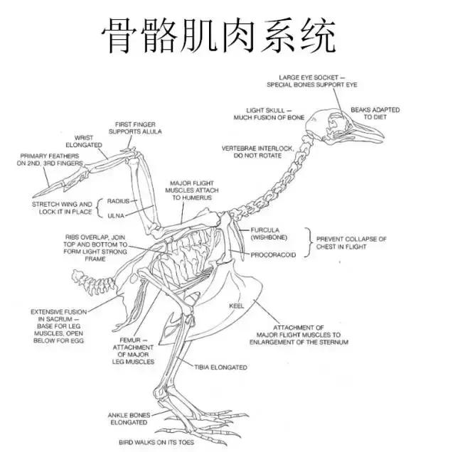 如果小鸟受伤了该怎么救助,野生小鸟受伤了怎么救它的
