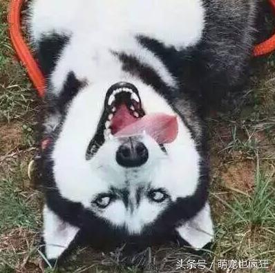 蠢狗哈士奇,养一只蠢萌的哈士奇是怎样的体验