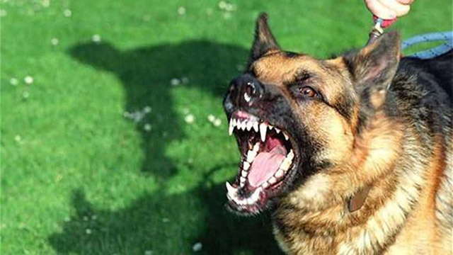 狗狗亲主人的脸是代表什么意思,为什么狗狗总喜欢亲我的嘴巴