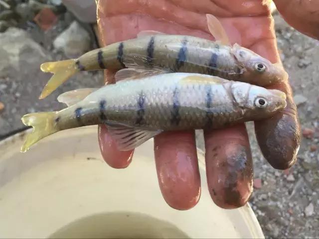 这很浙师！7支“双百双进”实践队在磐安点亮青春！