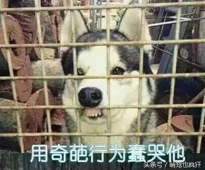 蠢狗哈士奇,养一只蠢萌的哈士奇是怎样的体验