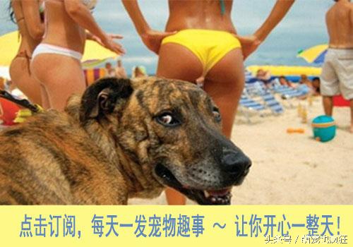 蠢狗哈士奇,养一只蠢萌的哈士奇是怎样的体验