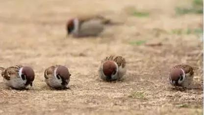 鏀惰棌鏁村紶鐗涚毊,鏀惰棌鐗涚毊