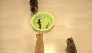 当霸气喵星人对上大龙虾，气氛不算融洽，整只猫都感觉不太好了！