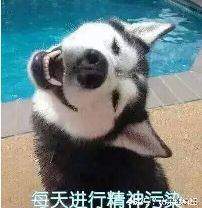 蠢狗哈士奇,养一只蠢萌的哈士奇是怎样的体验