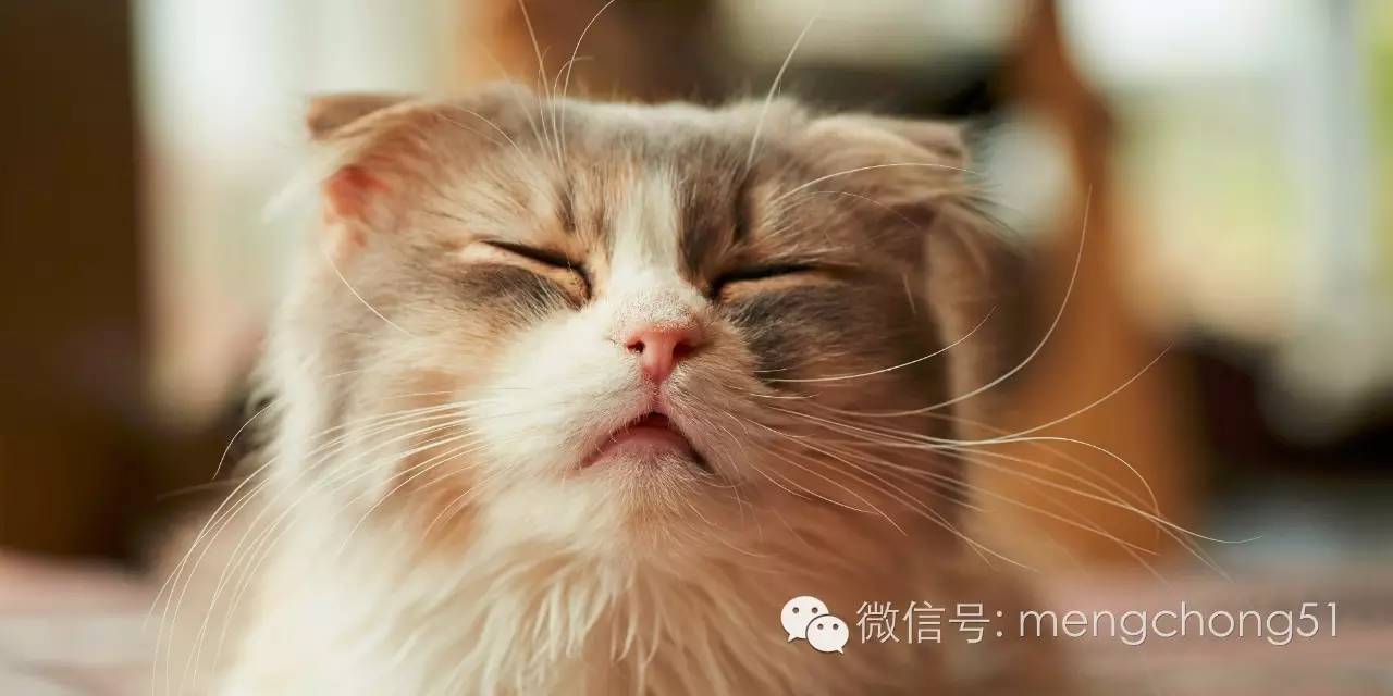 猫咪感冒打喷嚏流鼻水怎么办,猫咪打喷嚏吭哧呼哧怎么回事