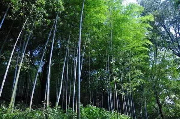 中国十三个最美的著名竹海,江苏旅游十大必去景区南山竹海