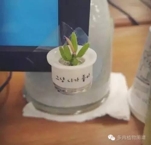 多肉植物韩国小芦荟,多肉花盆韩国拇指盆