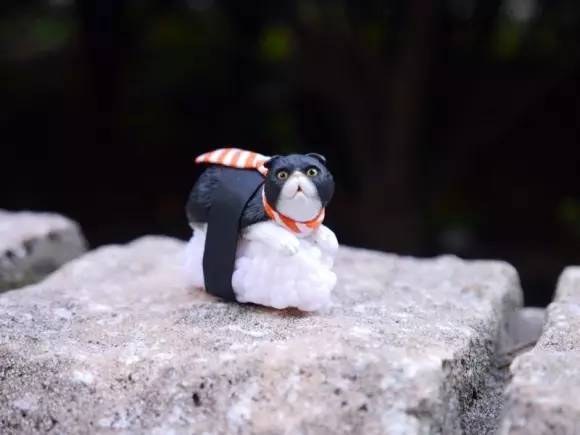 什么萌物好养又干净又便宜,萌物推荐