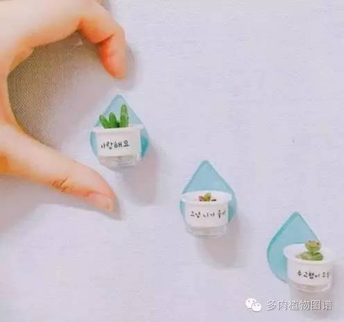 多肉植物韩国小芦荟,多肉花盆韩国拇指盆