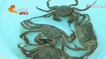 六月黄，令苏州人“魂牵梦萦”的那一口鲜嫩浓香的黄金膏油~来了！