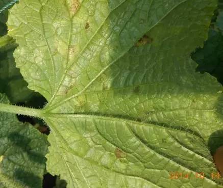 夏季暴雨后这些蔬菜病害不得不防,雨后蔬菜病害怎么管理