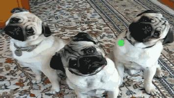 史上最忧郁的狗,最萌巴哥犬哈巴狗