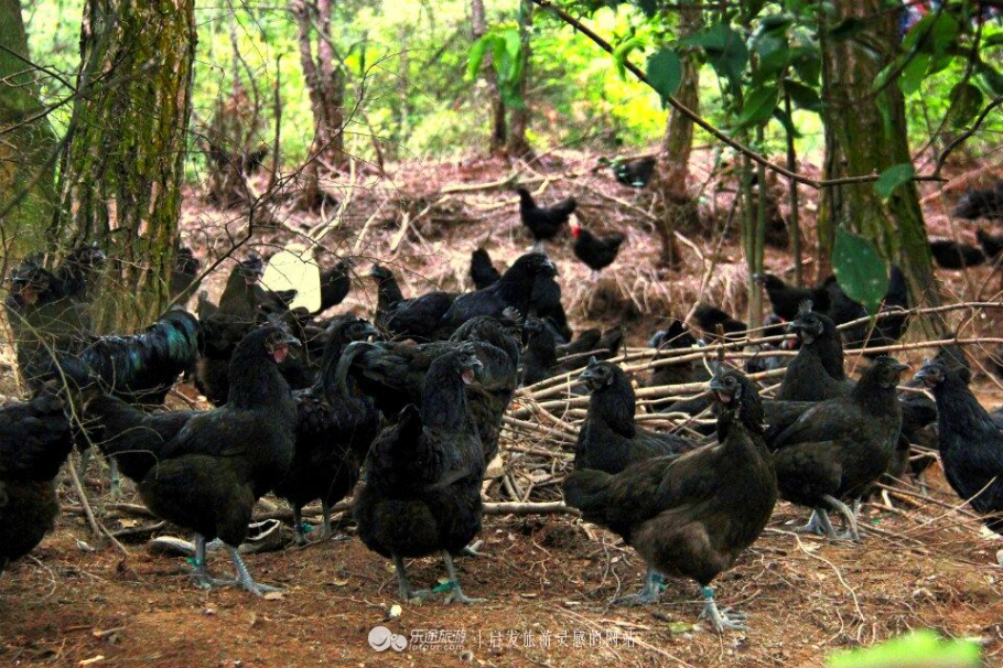 蛇形山镇最新诈骗案,蛇形山镇缅甸诈骗案