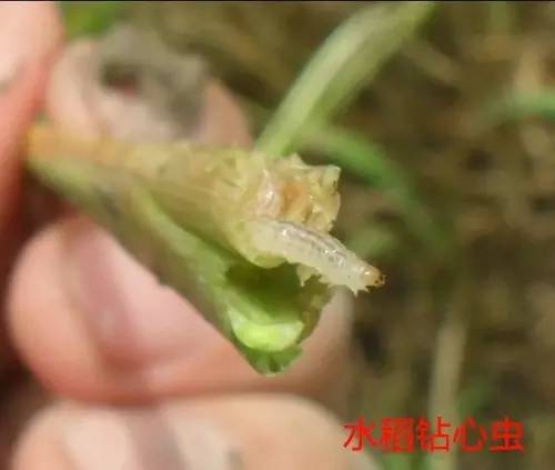 便宜没好货贵了也未必就一定好,便宜没好货别等上当再后悔