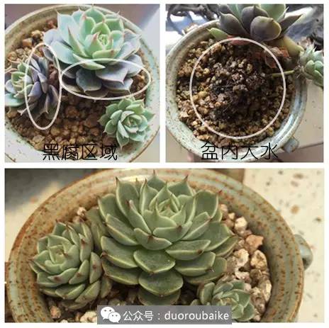 2年的多肉怎么修根换盆,多肉损失惨重的表现