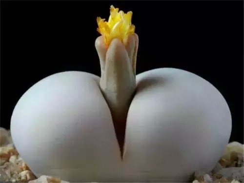 多肉开完花就死,多肉开花后会死掉吗