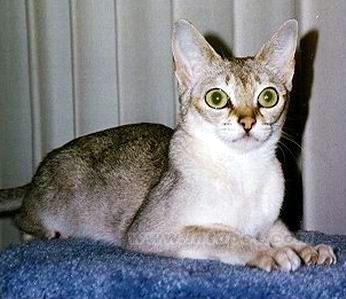 最便宜的宠物猫咪品种图片及价格,哪个品种的猫咪性格最好最温顺