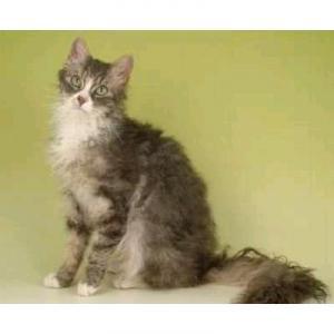 最便宜的宠物猫咪品种图片及价格,哪个品种的猫咪性格最好最温顺