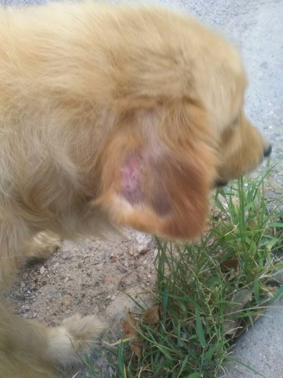 流浪金毛受伤后续,流浪金毛被雨淋得瑟瑟发抖