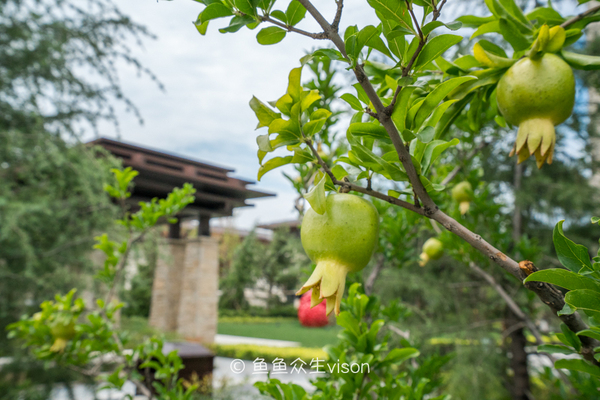 这里曾经也是繁华都市,古朴优雅充满禅意的私家园林