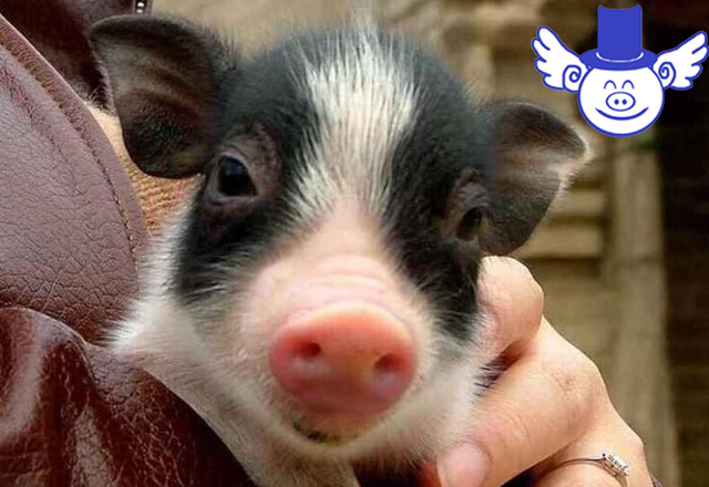 最全面的仔猪拉稀应对方案,这是养猪赚钱的基础!