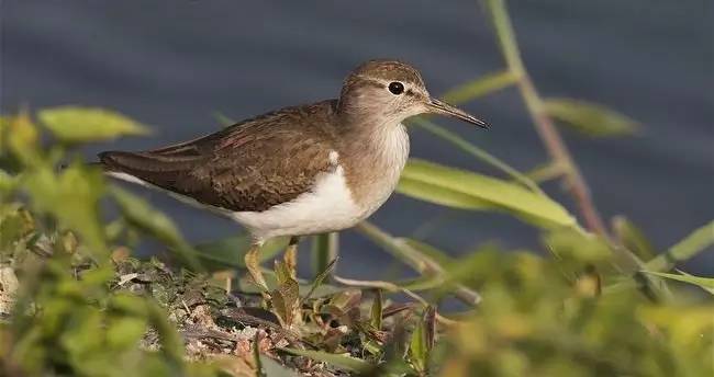 鵟䴕鹡，这些鸟的名字怎么念？
