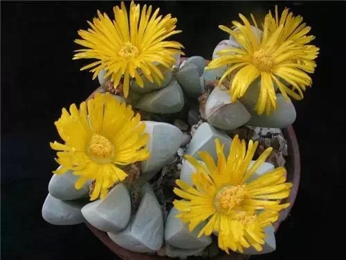 多肉开完花就死,多肉开花后会死掉吗