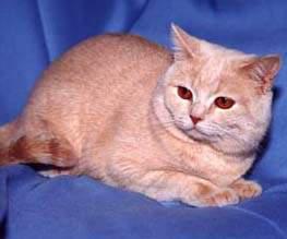 最便宜的宠物猫咪品种图片及价格,哪个品种的猫咪性格最好最温顺