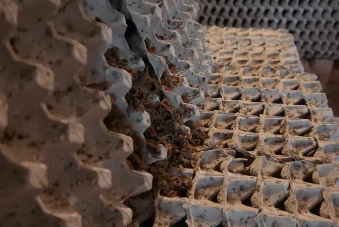 怎么养蝎子一般蝎子养在什么地方,蝎子的养殖技术教程