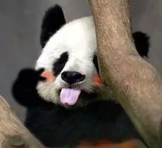 本届巴西奥组委：谁能帮我海淘只熊猫？