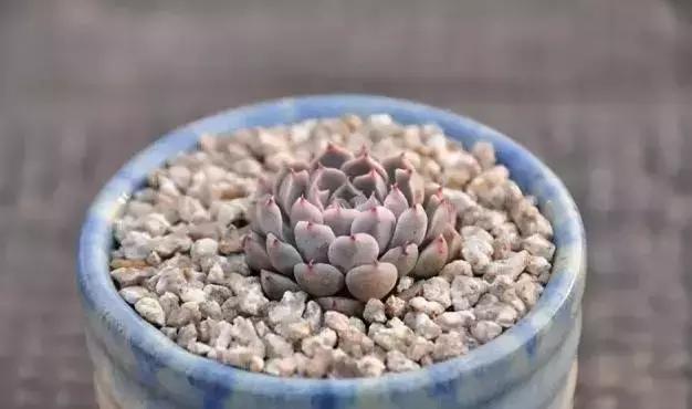 肉肉怎么浇水最好最合适,肉肉浇水最好的方法