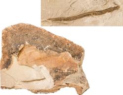 中国地质博物馆百年，这30件藏品亮瞎你的双眼