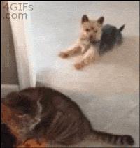 俄罗斯豹纹猫,尾气猫