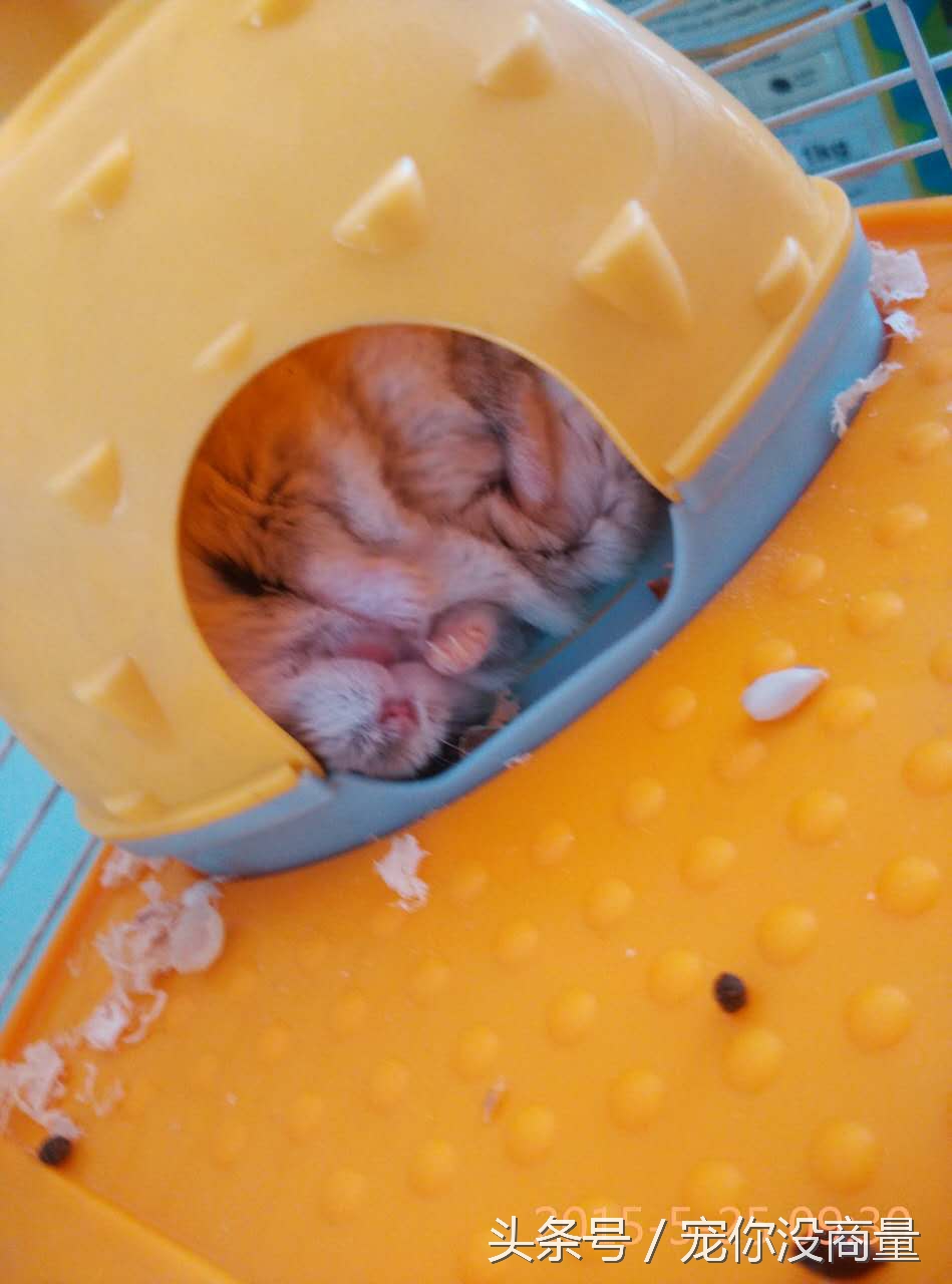 仓鼠新手教程紫仓,仓鼠酱是什么